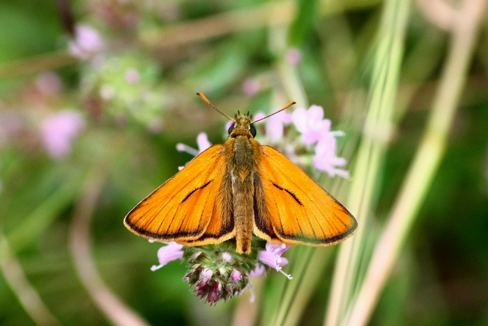 Esperidi da identificare